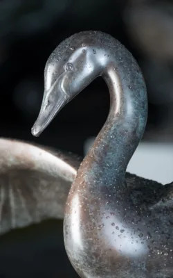 Australian Black Swan by Lucy McEachern