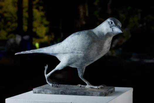 Australian Magpie by Lucy McEachern