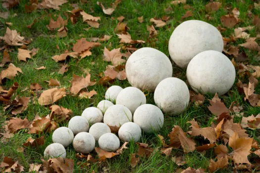 Balls! by Kevin Free