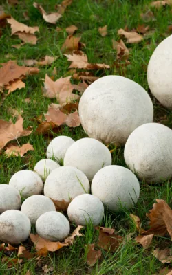 Balls! by Kevin Free