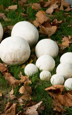 Balls! by Kevin Free