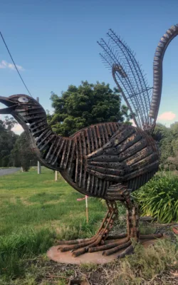Big Lyrebird by Neil Findley