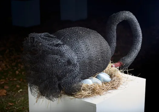 Black Swan by Vicki Combridge