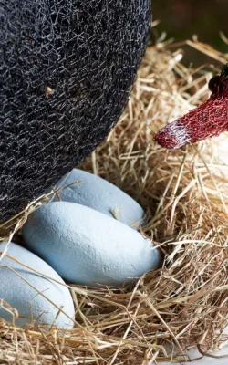 Black Swan by Vicki Combridge