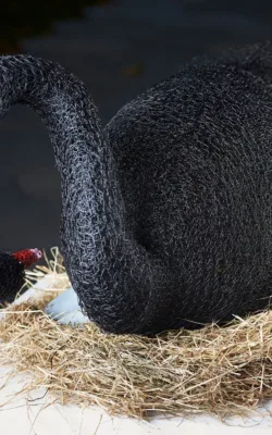 Black Swan by Vicki Combridge