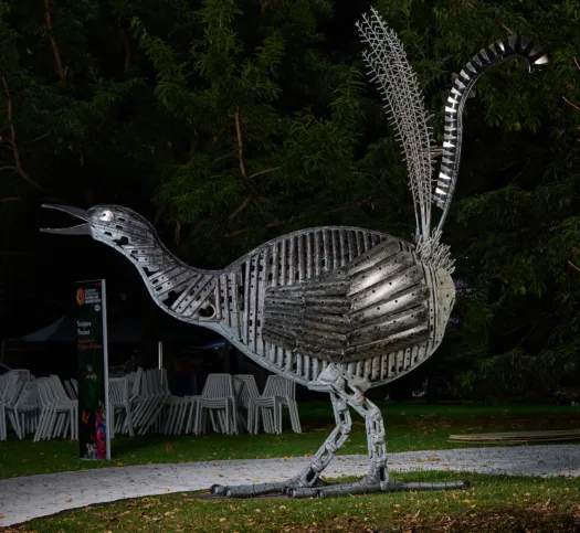 bright eyes (lyrebird) by Neil Findley