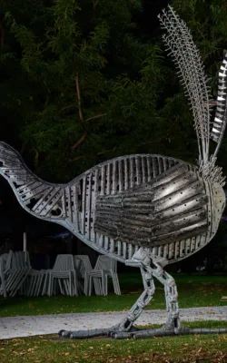 bright eyes (lyrebird) by Neil Findley
