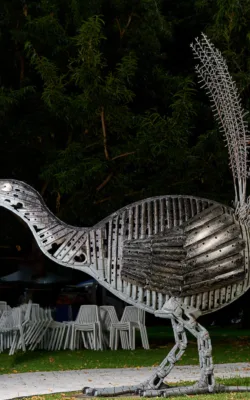 bright eyes (lyrebird) by Neil Findley