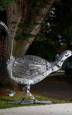 bright eyes (lyrebird) by Neil Findley