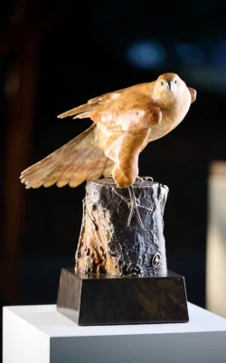 Brown Goshawk "On the Lookout" by Jake Mikoda