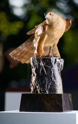 Brown Goshawk "On the Lookout" by Jake Mikoda
