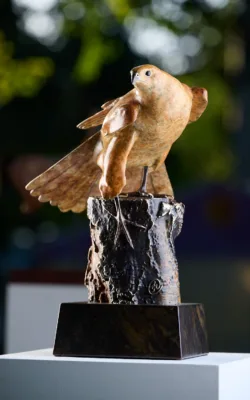Brown Goshawk "On the Lookout" by Jake Mikoda