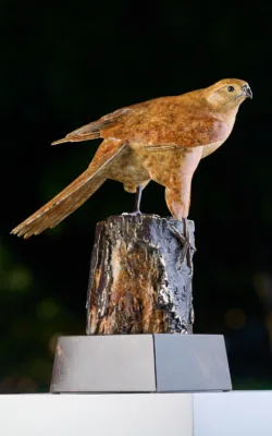 Brown Goshawk "On the Lookout" by Jake Mikoda