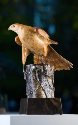 Brown Goshawk "On the Lookout" by Jake Mikoda