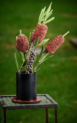 Callistemons by Graeme Hardidge