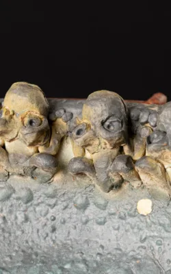 Cavalcade of Frogs by Graham Duell