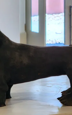 Dachshund by Heather Wilson