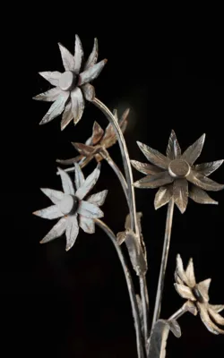 Daiseys by Paul Cacioli