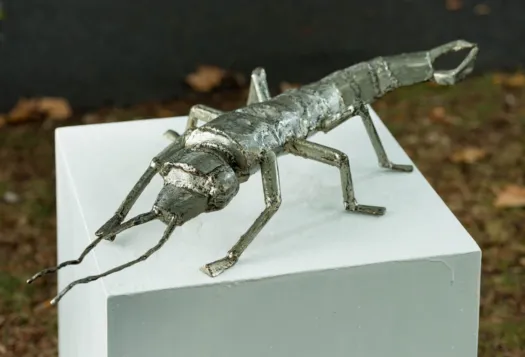 Earwig by Betty Collier