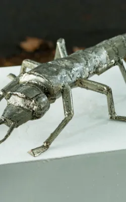 Earwig by Betty Collier