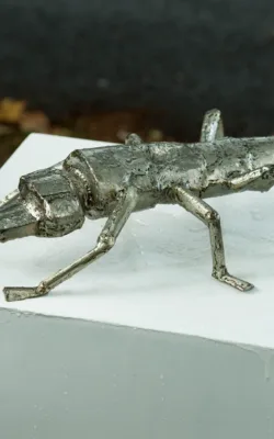 Earwig by Betty Collier