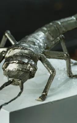 Earwig by Betty Collier