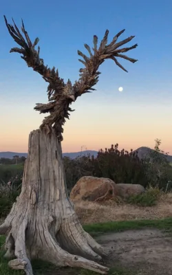 Edward the Eagle by Chris Anderson