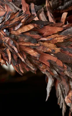Erin the wedge tailed eagle by Chris Anderson