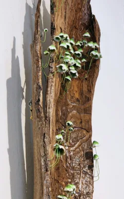 Etched by Nature by Jenn Spencer-Stewart