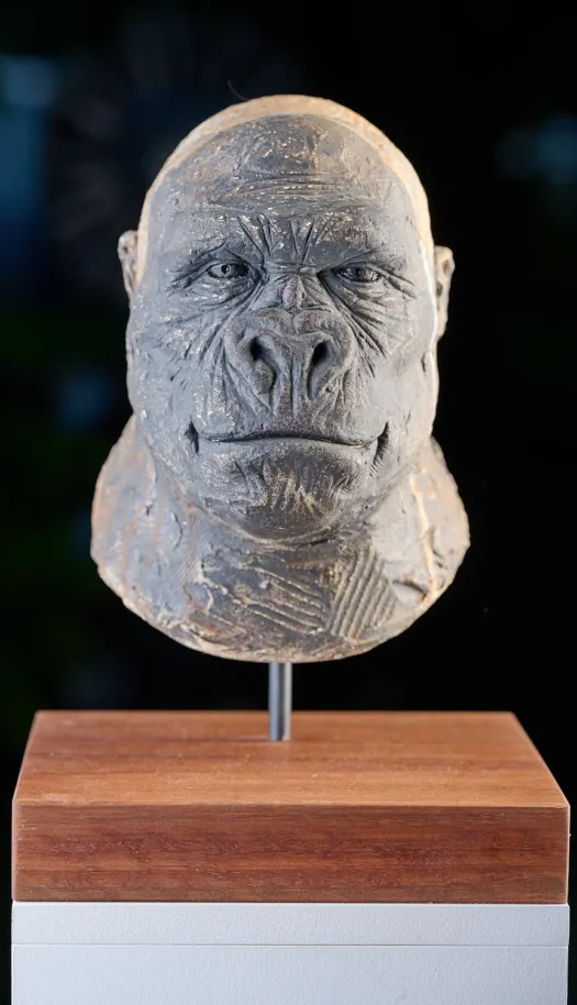 Female Gorilla study by Martin Moore