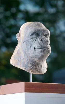 Female Gorilla study by Martin Moore