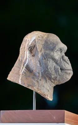 Female Gorilla study by Martin Moore