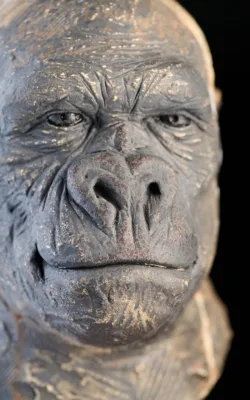 Female Gorilla study by Martin Moore