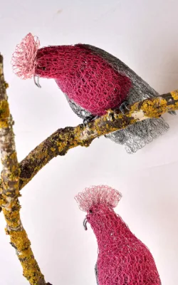 Ga Ga Galahs by Vicki Combridge