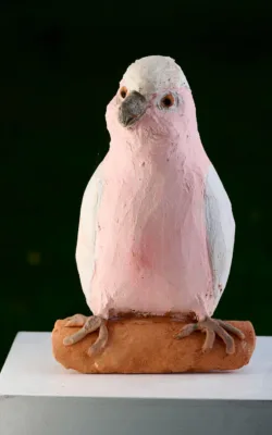 Galah by Meredith Plain