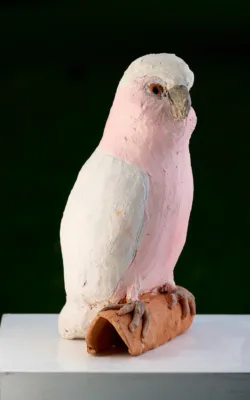 Galah by Meredith Plain