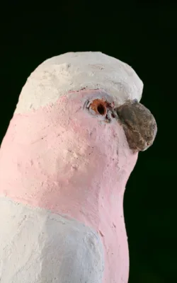 Galah by Meredith Plain