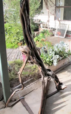 Gippsland Swamp Lizard - Caught by Rachel Steinman