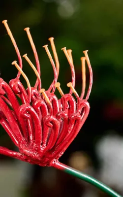 Grevilleas by Graeme Hardidge