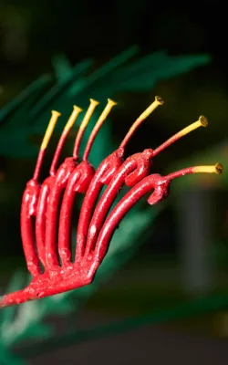 Grevilleas by Graeme Hardidge