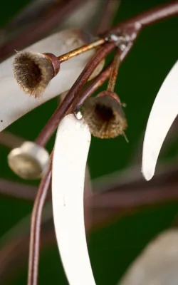 Gum Leaves Entwined by Melissa Thomas