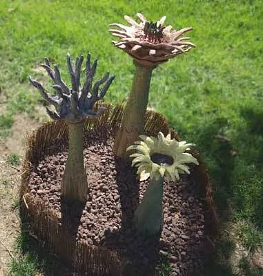 How Does Your Garden Grow? by Meredith Plain
