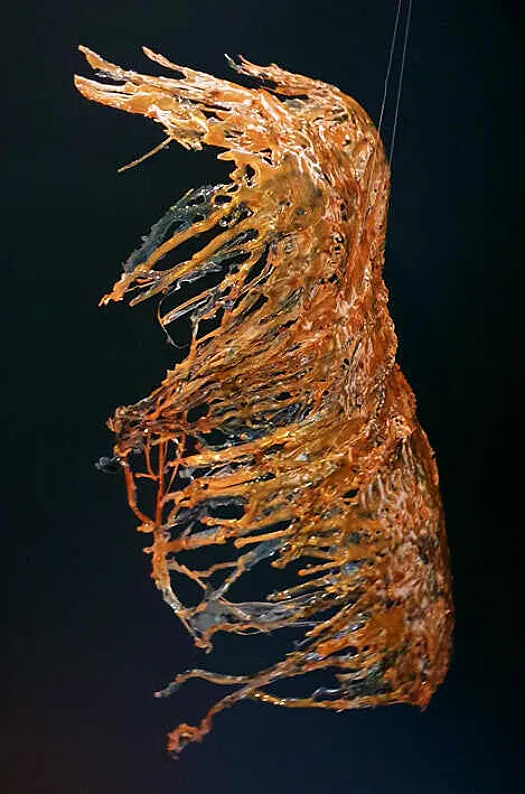 Just a Shell by Michelle Jane Kowalczyk