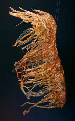 Just a Shell by Michelle Jane Kowalczyk