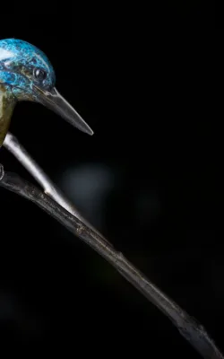 Kingfisher by Jake Mikoda