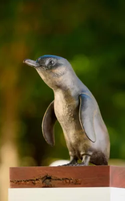 Little Penguin by Martin Moore