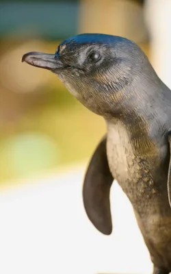 Little Penguin by Martin Moore