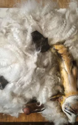 Lupus Australis by Wendy Reiss