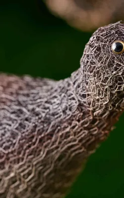 Lyrebird by Vicki Combridge