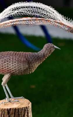 Lyrebird by Vicki Combridge